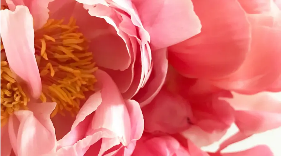 Pink flowers